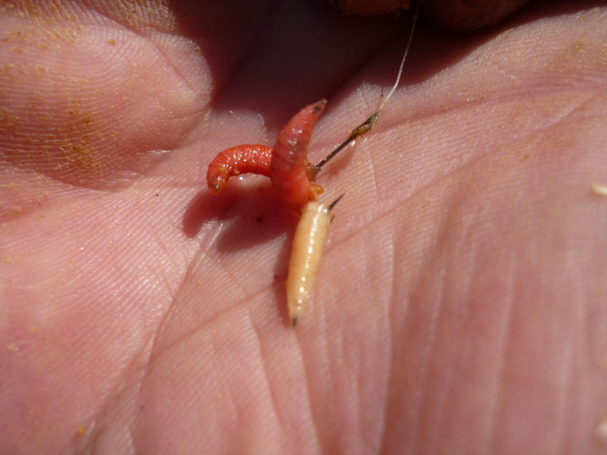 Fish - carlig-de-14-cu-incarcat-cu-3-viermi.jpg